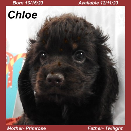 puppy, for, sale, Cocker Spaniel, Joe & Cherri  Overlease, dog, breeder, Miller, MO, dog-breeder, puppy-for-sale, forsale, nearby, find, puppyfind, locator, puppylocator, aca